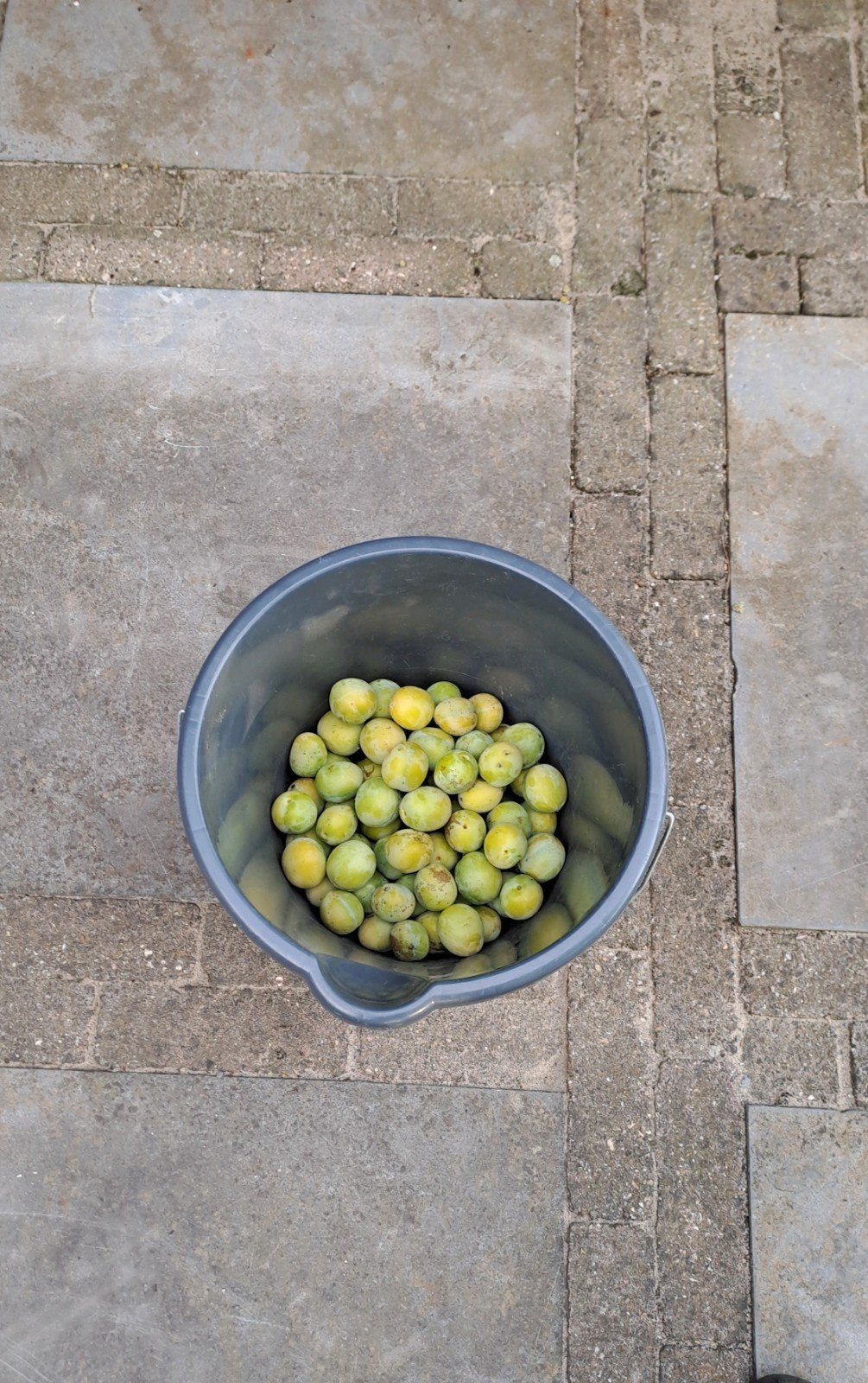 pruimen groen, Ophalen
