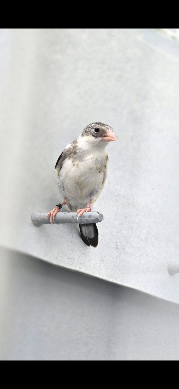 mooi kleine putter bont man 2026goed geringd 2.5 met kwijk n, Mannelijk, Wildzangvogel, Geringd