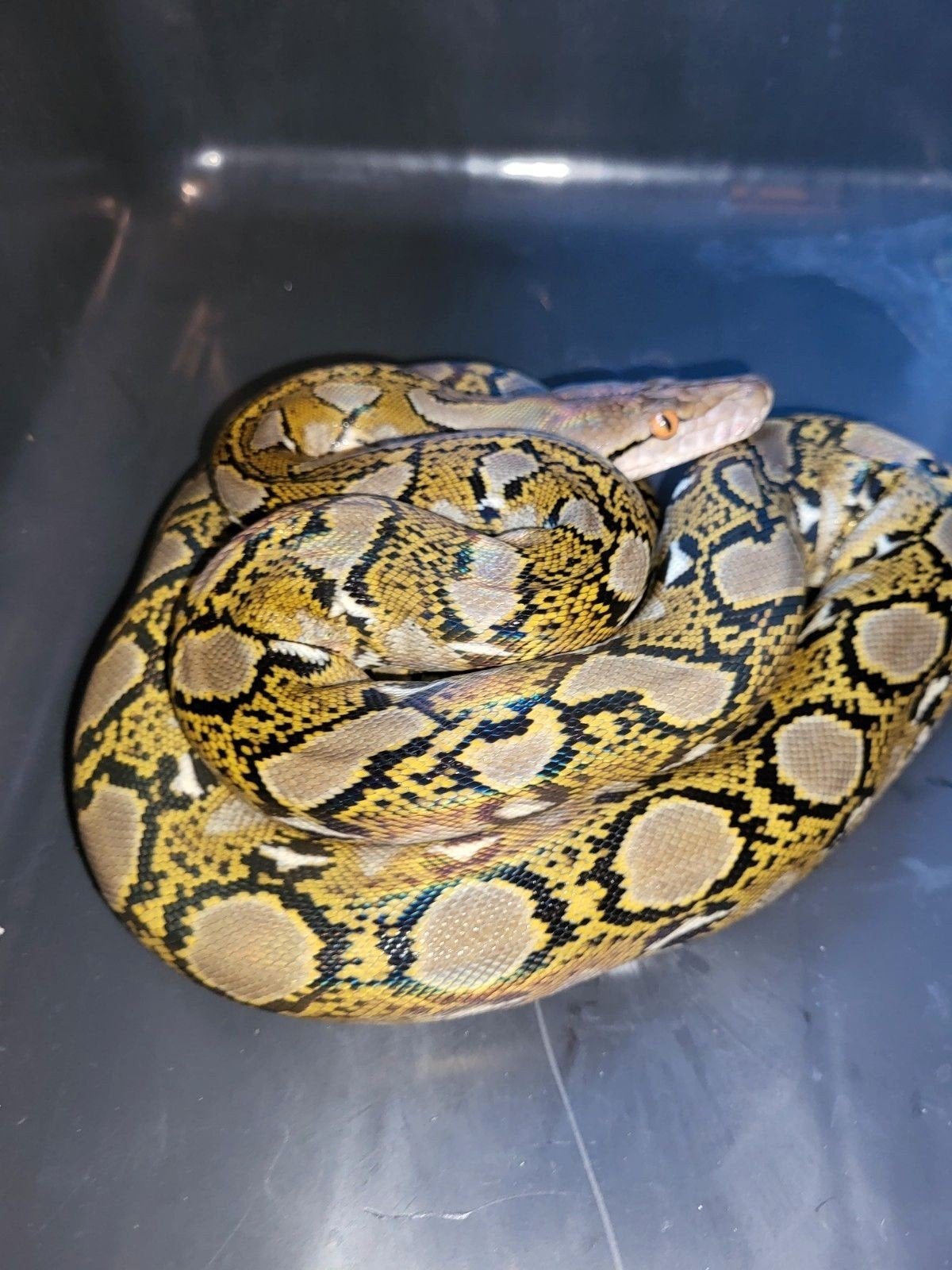 0.1 mainland netpython sumatra het. Mocha Reticulated Python - female for sale from Twan
