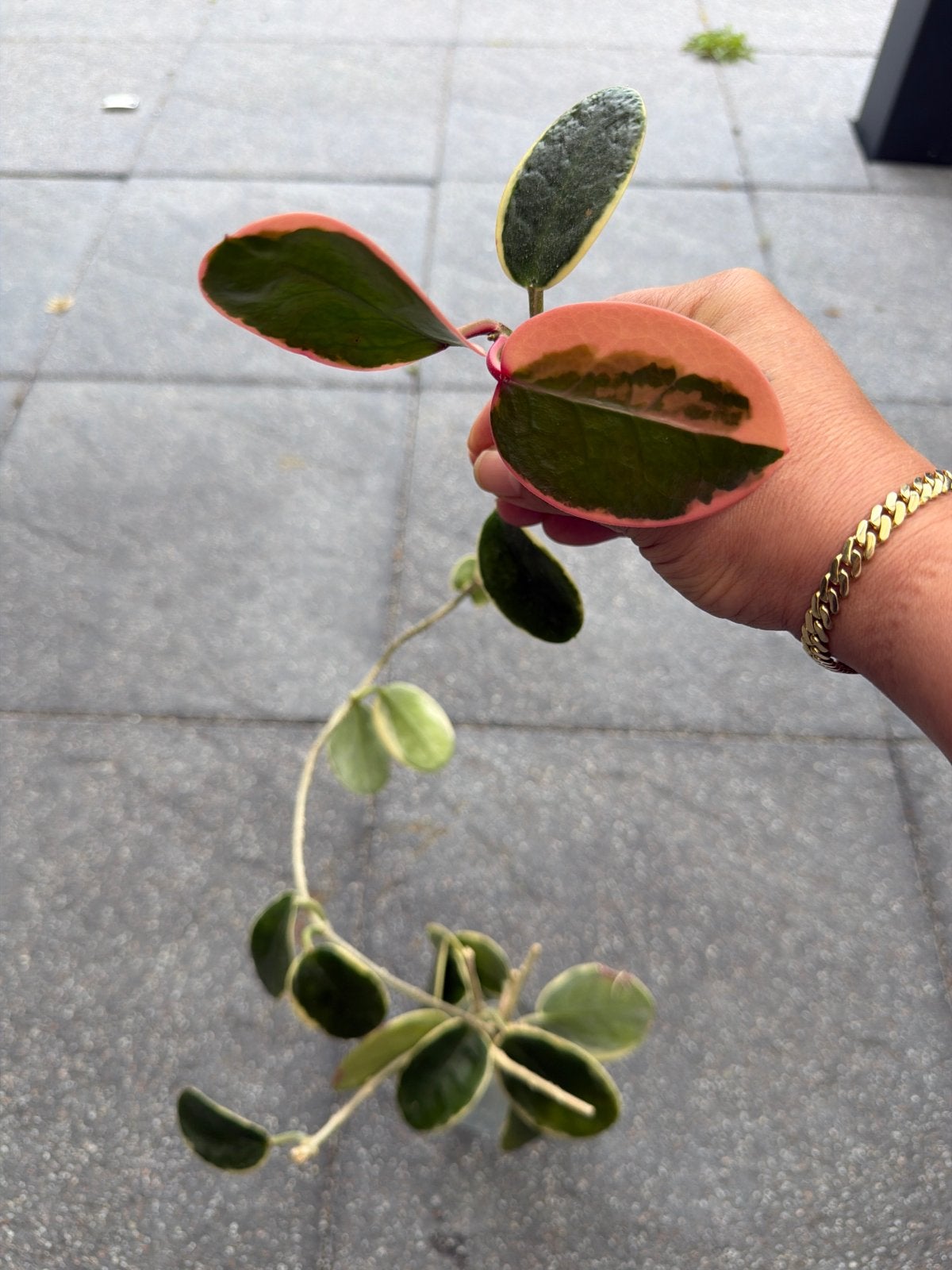 Hoya Australis Albomarginata, Huis en Inrichting, Kamerplanten, Ophalen, Halfschaduw, Minder dan 100 cm