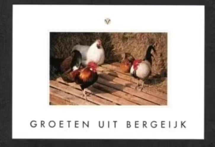 Bergeijk Kippen Haan Groeten uit Bergeijk., Verzamelen, Ansichtkaarten | Nederland, Ophalen of Verzenden, 1980 tot heden, Ongelopen