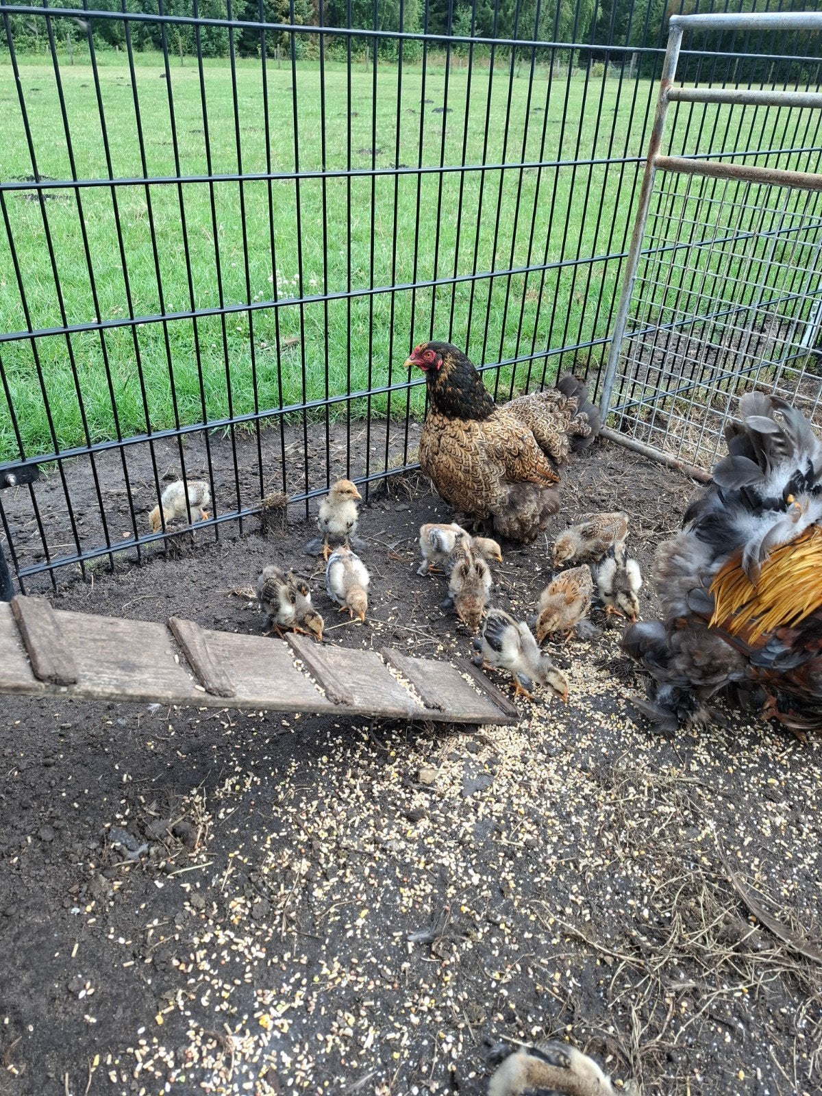 brahma kuikens, Geslacht onbekend, Kip