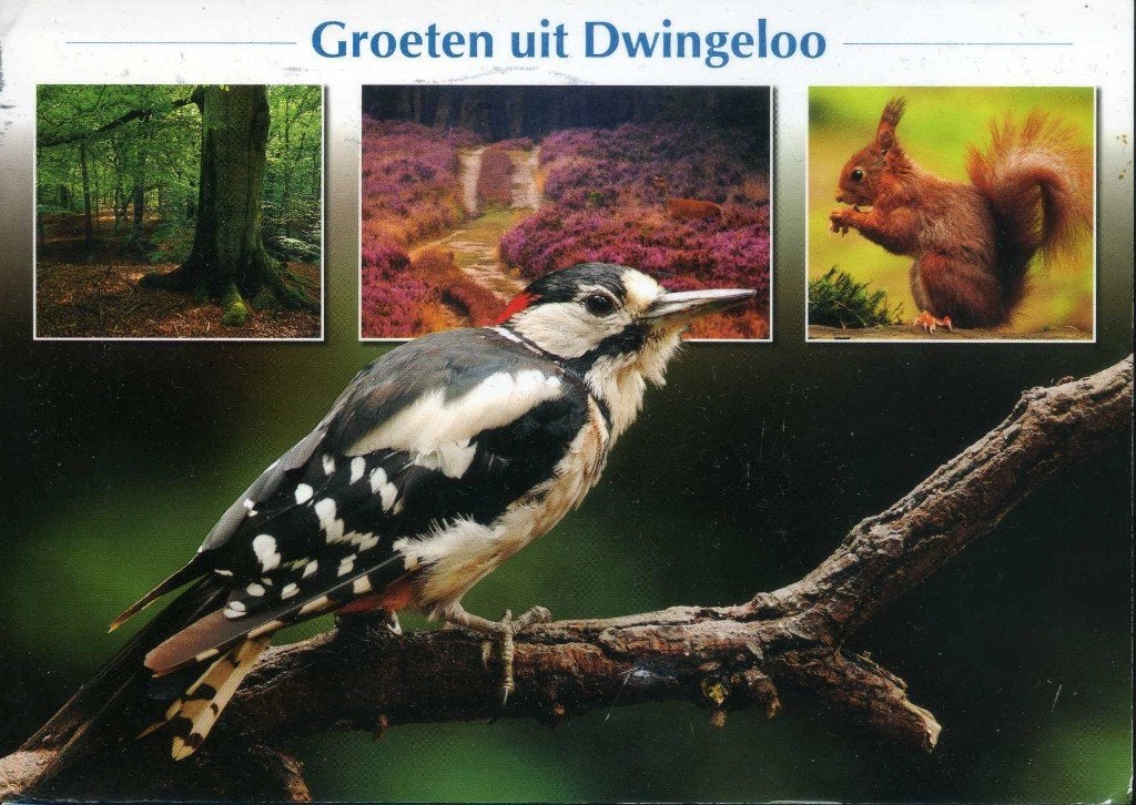 Ansicht- Groeten uit Dwingeloo, Ophalen of Verzenden, 1980 tot heden, Gelopen, Drenthe