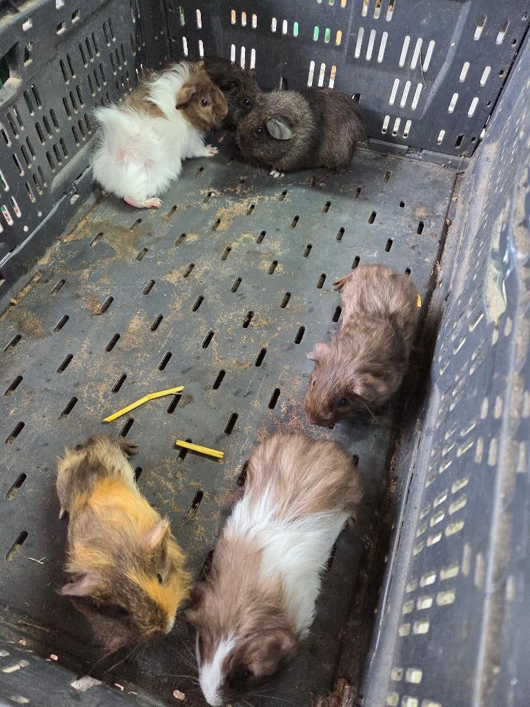 Jonge Cavia's, Dieren en Toebehoren, Maart, Mannelijk, Cavia