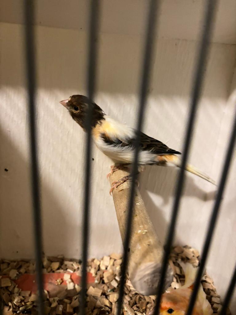 Harlekijn kanarie man 2025, Dieren en Toebehoren, Vogels | Kanaries, Mannelijk