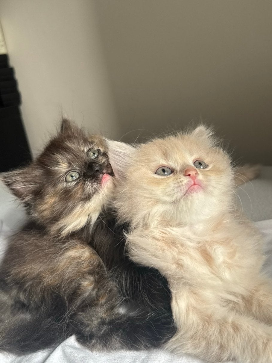 British longhair kittens, Meerdere dieren