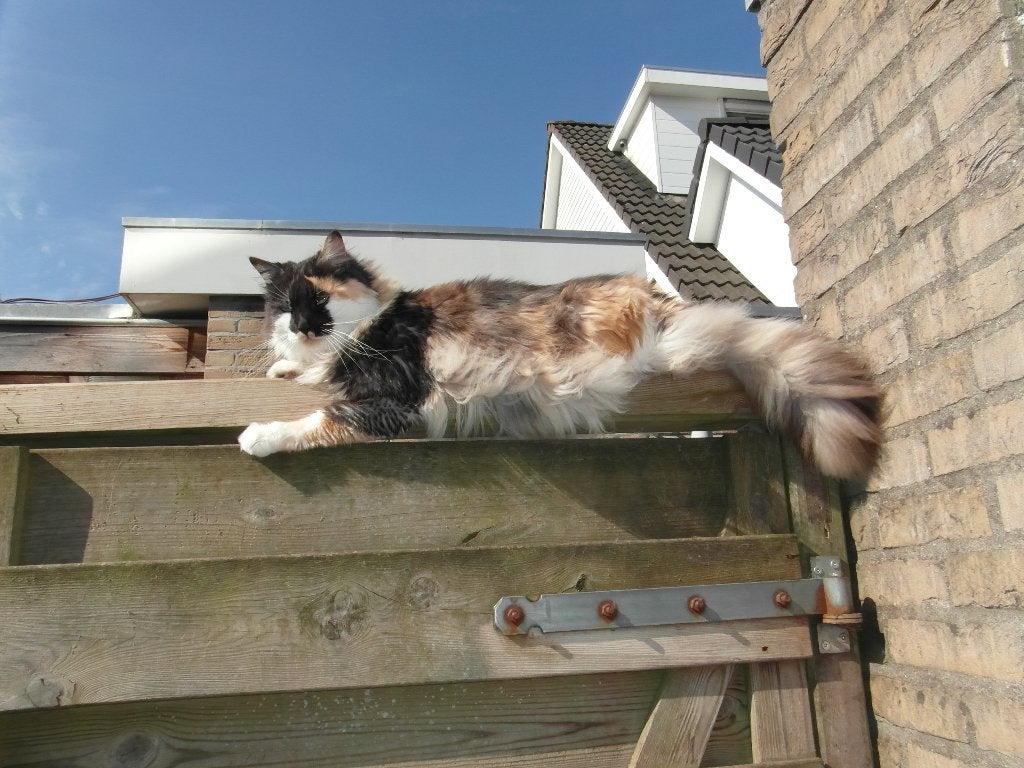 lieve langharige poezen voor fijn thuis met tuin, Dieren en Toebehoren, Katten en Kittens | Raskatten | Langhaar, Meerdere dieren