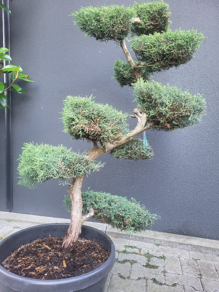 Juniperus virg "Grey Owl", Bloeit niet, Overige soorten, 100 tot 250 cm, Ophalen