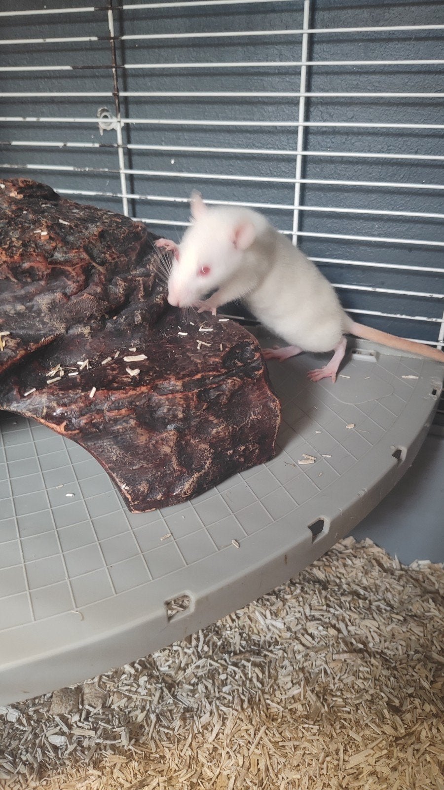 De laatste meisjes rittens, Dieren en Toebehoren, Knaagdieren, Rat, Vrouwelijk, Mei, Tam