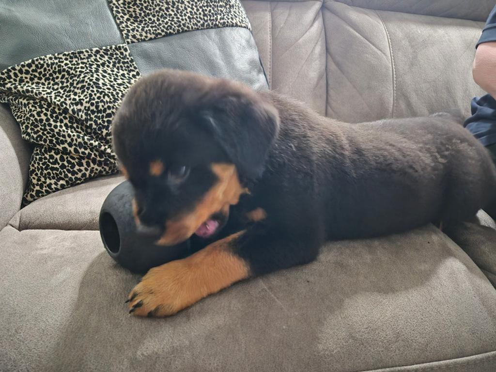 TE KOOP: Rottweiler pup, Dieren en Toebehoren, Teef, Meerdere, Klein, Nederland