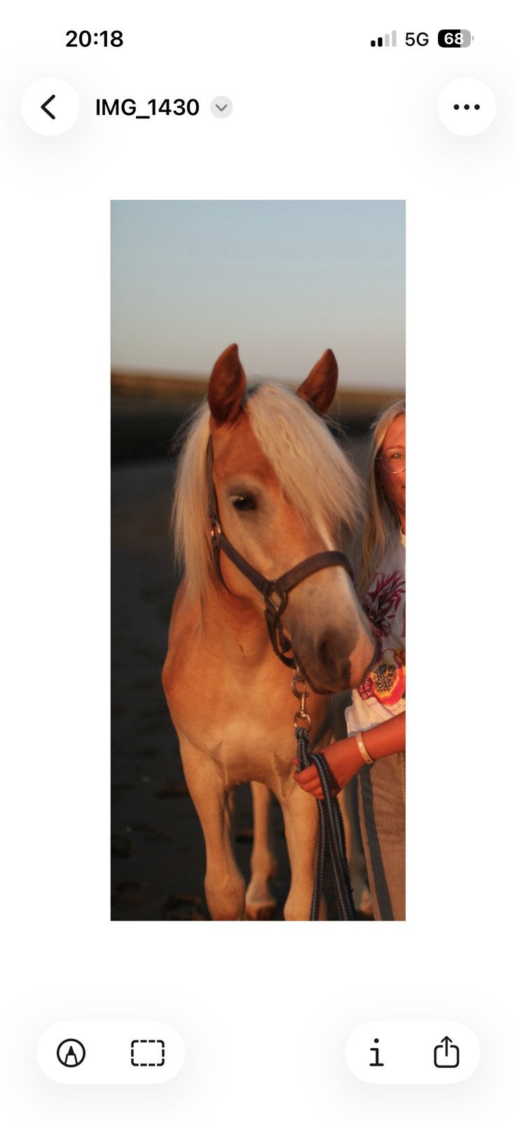 Haflinger, merrie, jaarling, Dieren en Toebehoren, Merrie, Minder dan 160 cm, Niet van toepassing, 0 tot 2 jaar