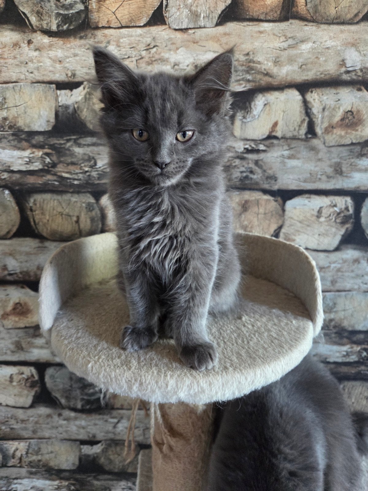 Mainecoon ragdoll kittens, Dieren en Toebehoren, Katten en Kittens | Raskatten | Langhaar, Meerdere dieren, Ontwormd, 0 tot 2 jaar