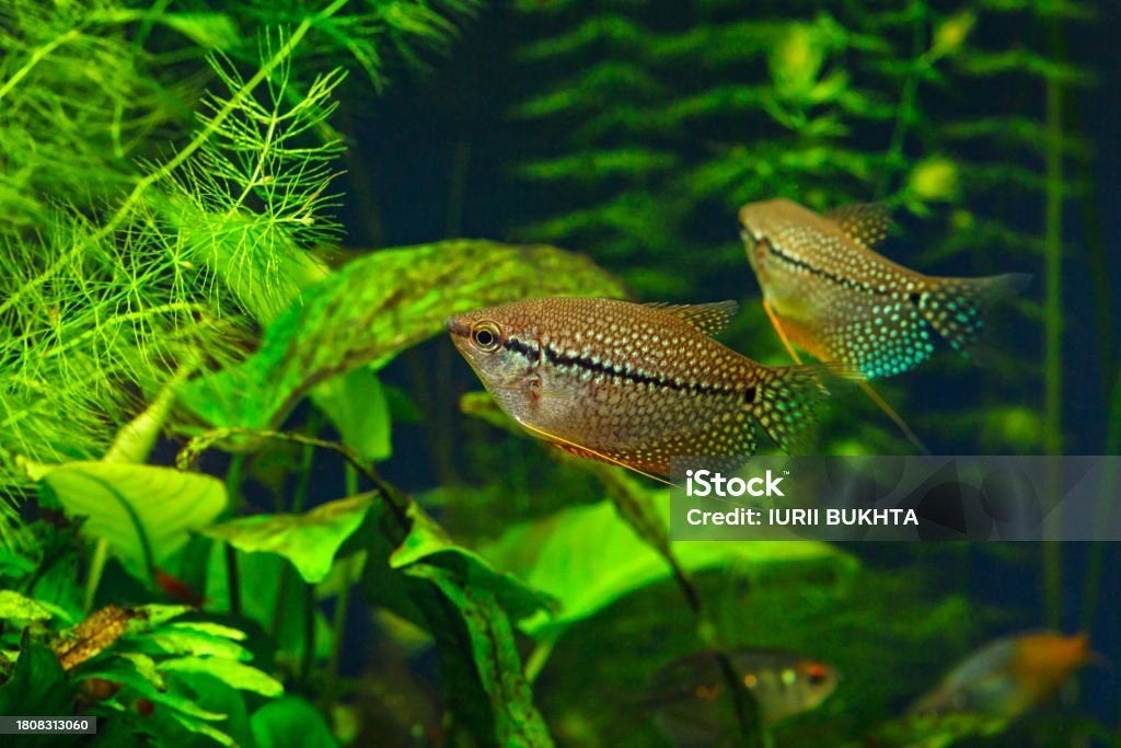 mooie gourami, Vis, Zoetwatervis