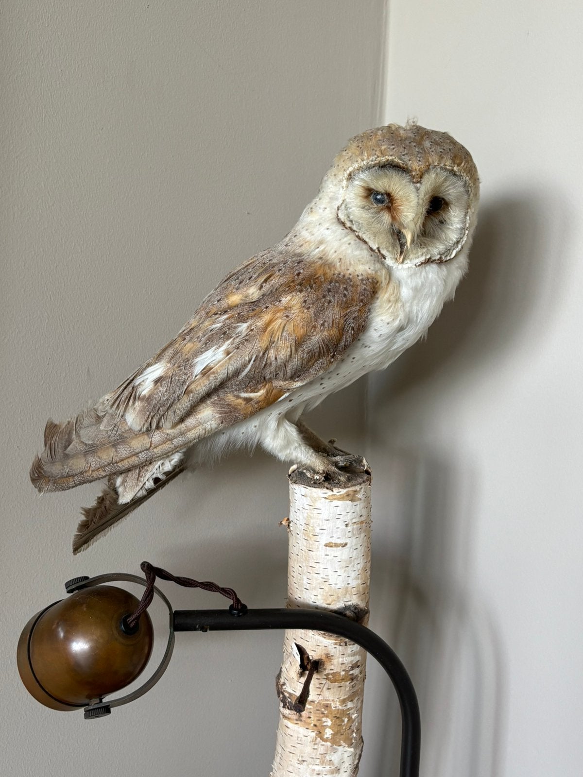 Opgezette kerkuil taxidermie, Verzamelen, Dierenverzamelingen, Ophalen of Verzenden, Gebruikt, Vogel, Opgezet dier