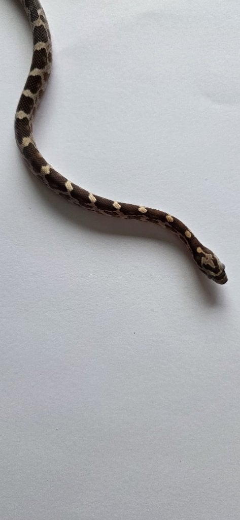 Prachtige Baby Rattenslangen (Met Bloodred-genetica) Rat Snake photo 10