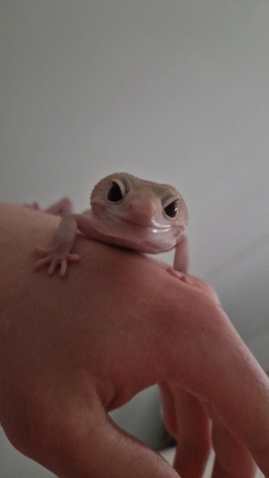 Luipaardgekko man, Dieren en Toebehoren, Hagedis, 0 tot 2 jaar