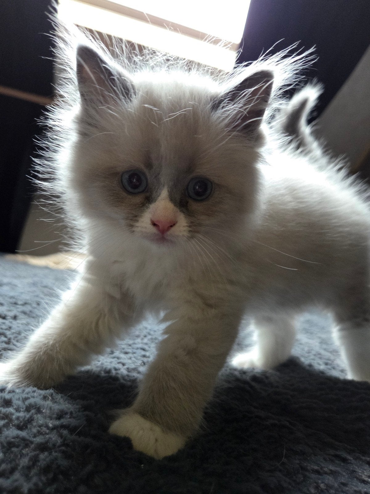 Ragdoll x brits korthaar kitten, Dieren en Toebehoren, Kater, Ontwormd, 0 tot 2 jaar