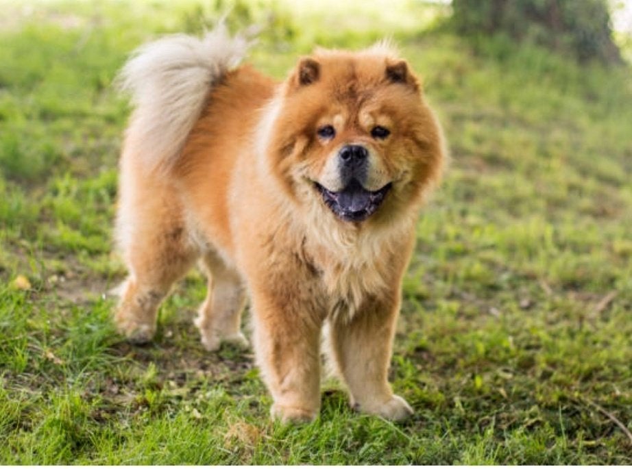 Chow  Chow, Dieren en Toebehoren, Overige rassen, Teef, Eén hond, CDV (hondenziekte)
