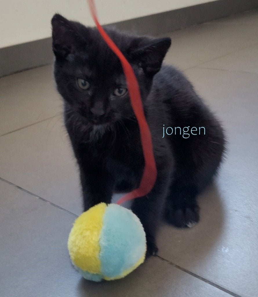 kitten 12 weken, Kater, Kortharig, 0 tot 2 jaar