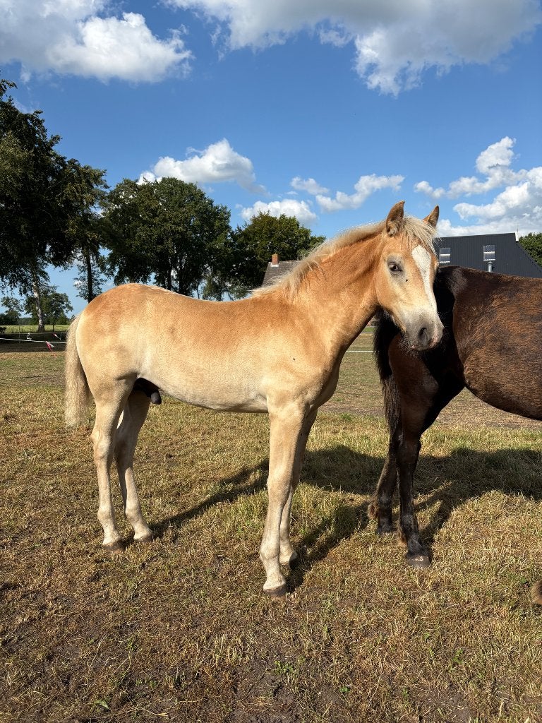 Haflinger hengst veulen met stamboek, Dieren en Toebehoren, E pony (1.48m - 1.57m), Met stamboom, Niet van toepassing, 0 tot 2 jaar