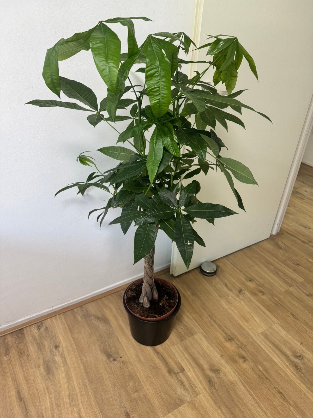 Geldboom pachira, Huis en Inrichting, Ophalen, Halfschaduw, Minder dan 100 cm