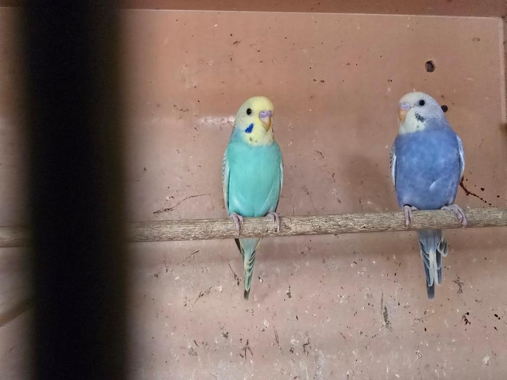 Regenboog parkieten, Meerdere dieren, Parkiet