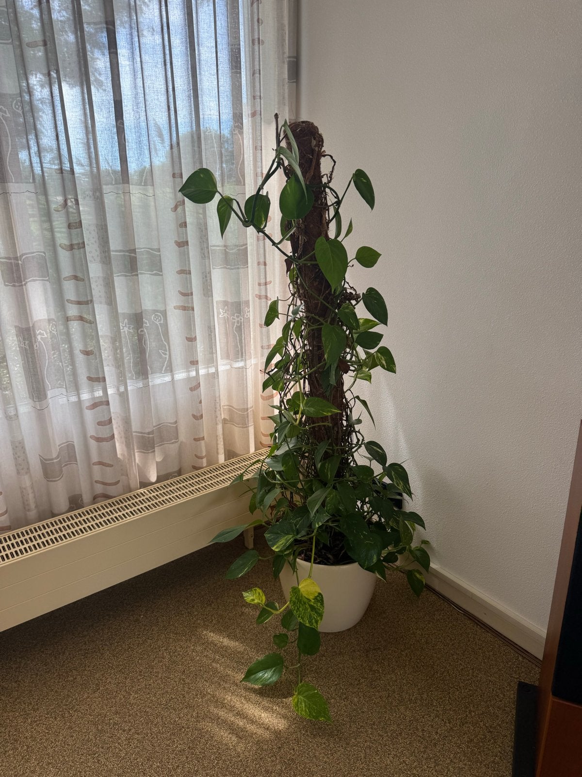 Grote Pothos kamerplant op mosstok - 150 cm hoog, Huis en Inrichting, Kamerplanten, Ophalen, 100 tot 150 cm, Overige soorten, Halfschaduw
