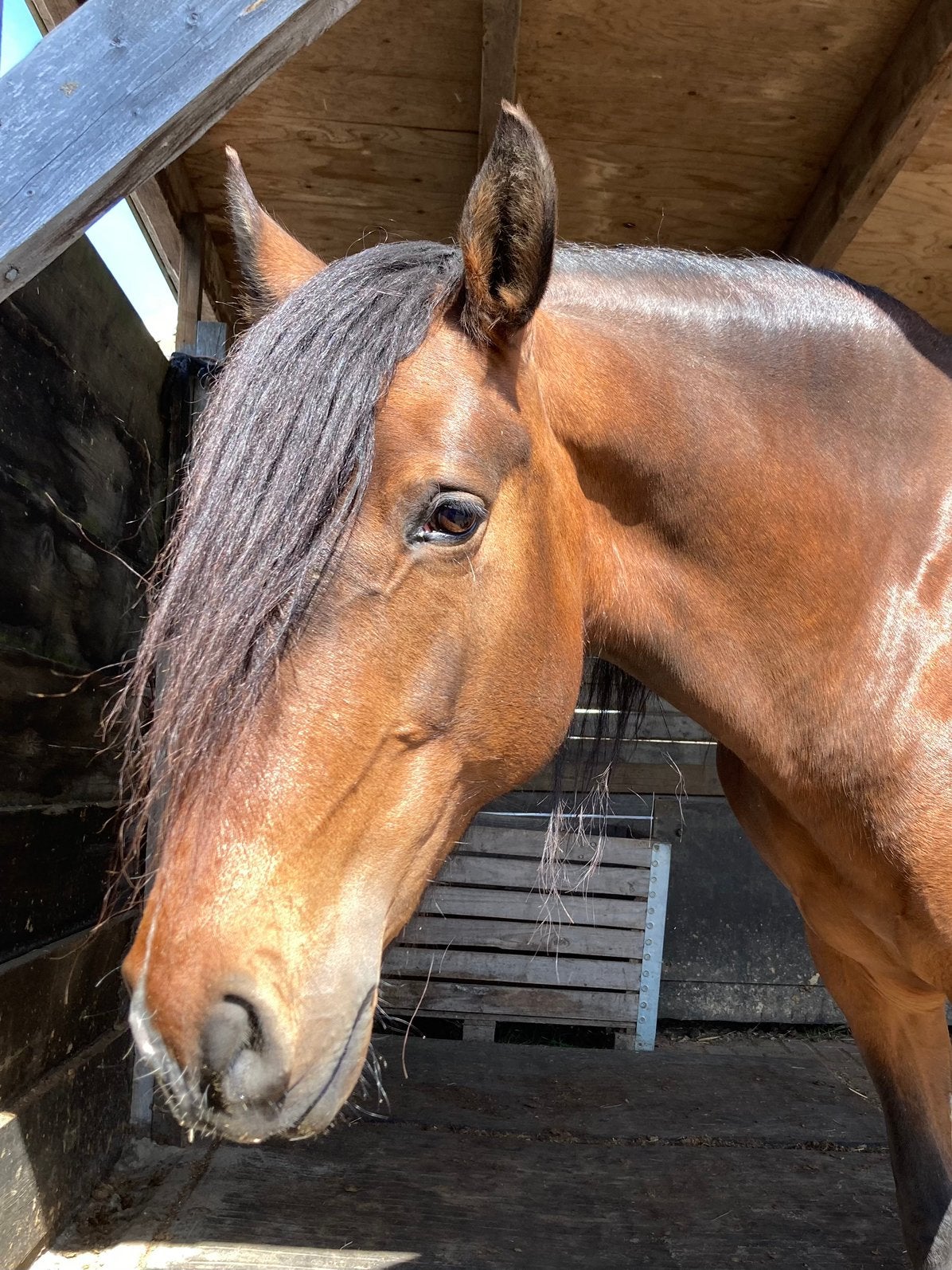 Lusitano merries ( vol papier), Merrie, Recreatiepaard, Met stamboom