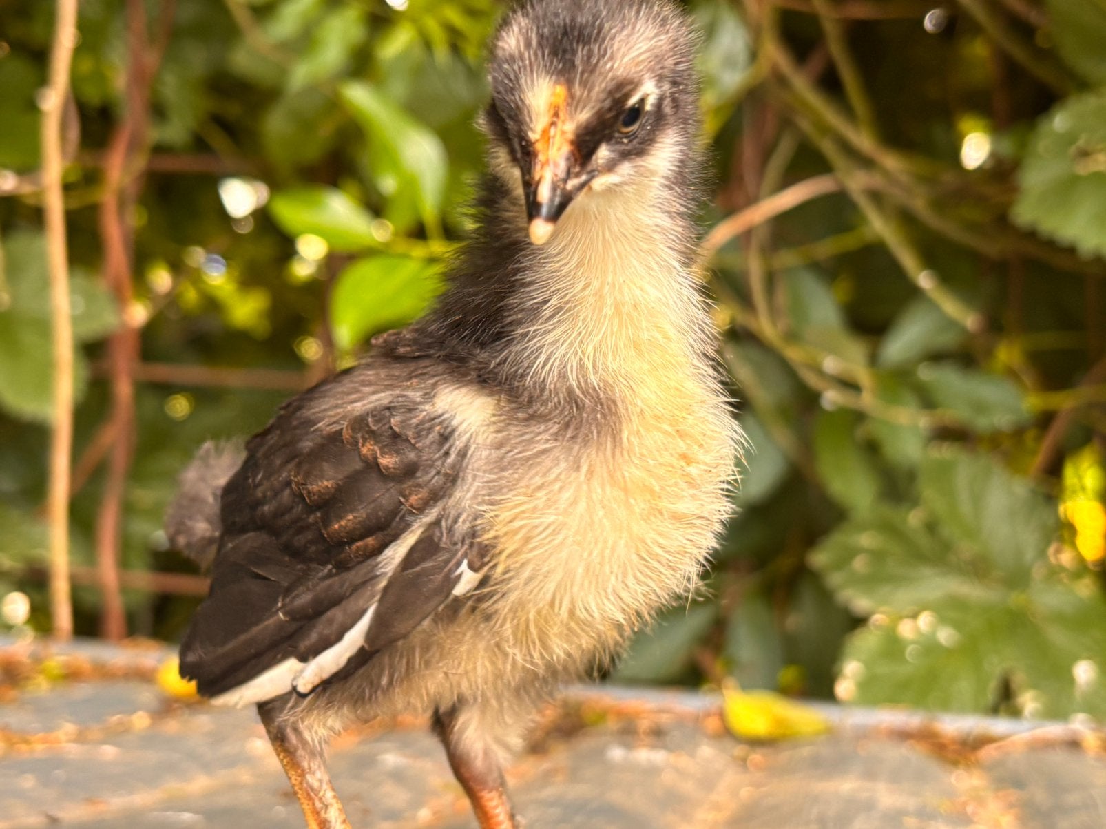 Kuikens  blauw groen donkerbruin leggers 5€, Geslacht onbekend, Kip