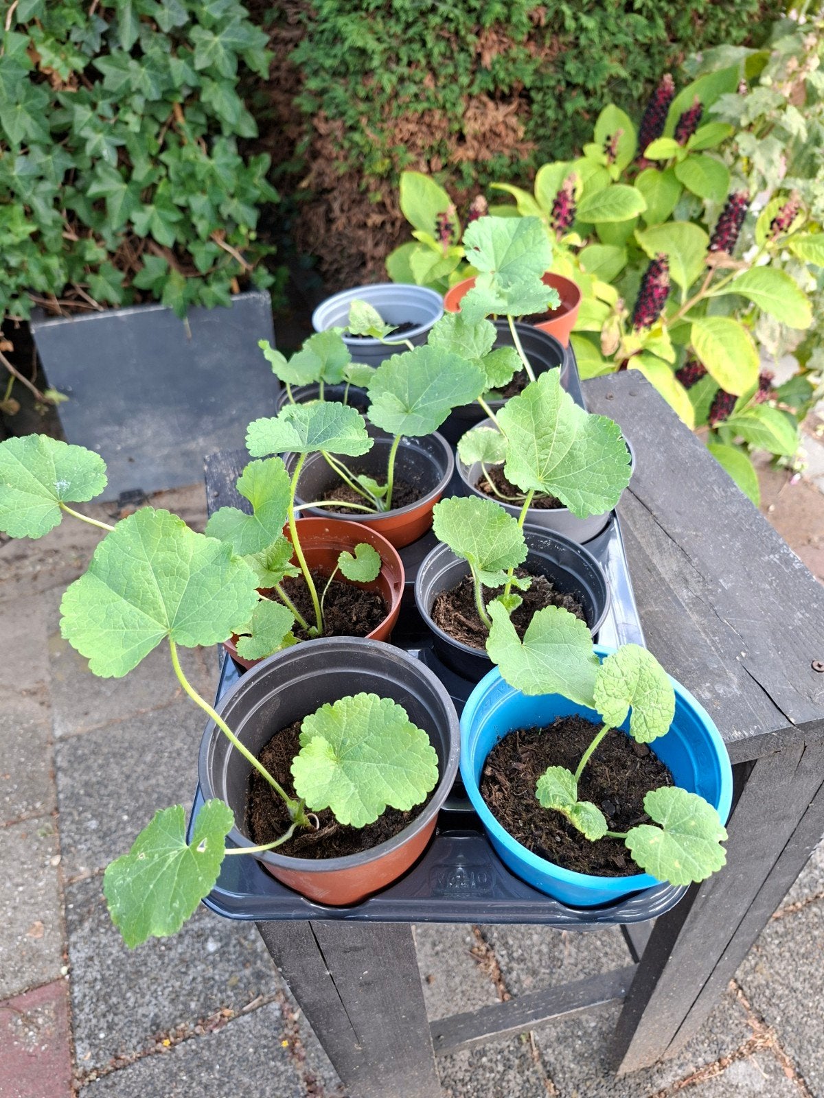 Stokroos planten, Tuin en Terras, Planten | Tuinplanten, Ophalen, Tweejarig, Overige soorten, Volle zon