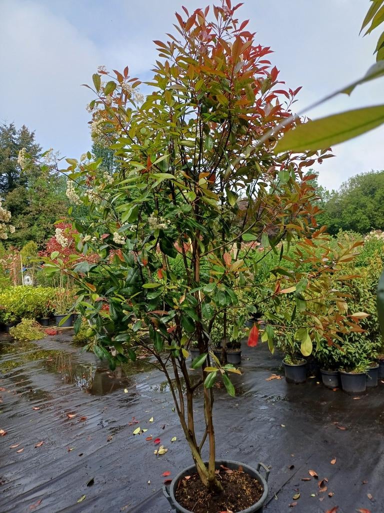 Glansmispel in kuip, Tuin en Terras, Overige soorten, 100 tot 250 cm, Zomer, Ophalen