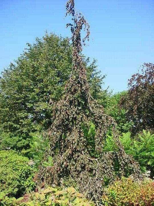 BOOM Fagus sylvatica Purpurea Pendula Rode treurbeuk h-kleur, Overige soorten, Volle zon, Vaste plant, Ophalen of Verzenden