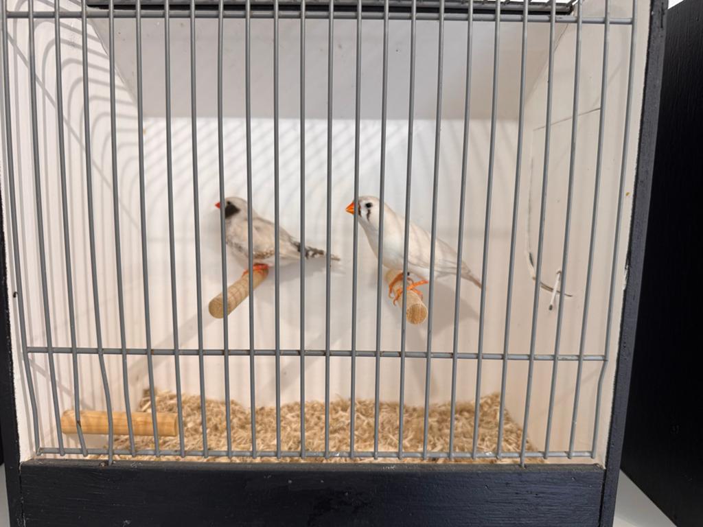 Koppel zwartwang zebravinken, Dieren en Toebehoren, Vogels | Overige Vogels, Meerdere dieren, Geringd