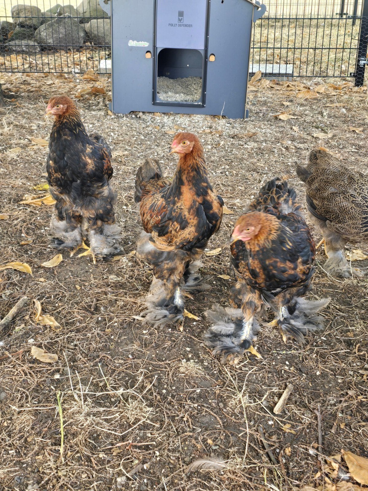 2 jonge Brahma hanen mogen apart weg, Dieren en Toebehoren, Mannelijk, Kip