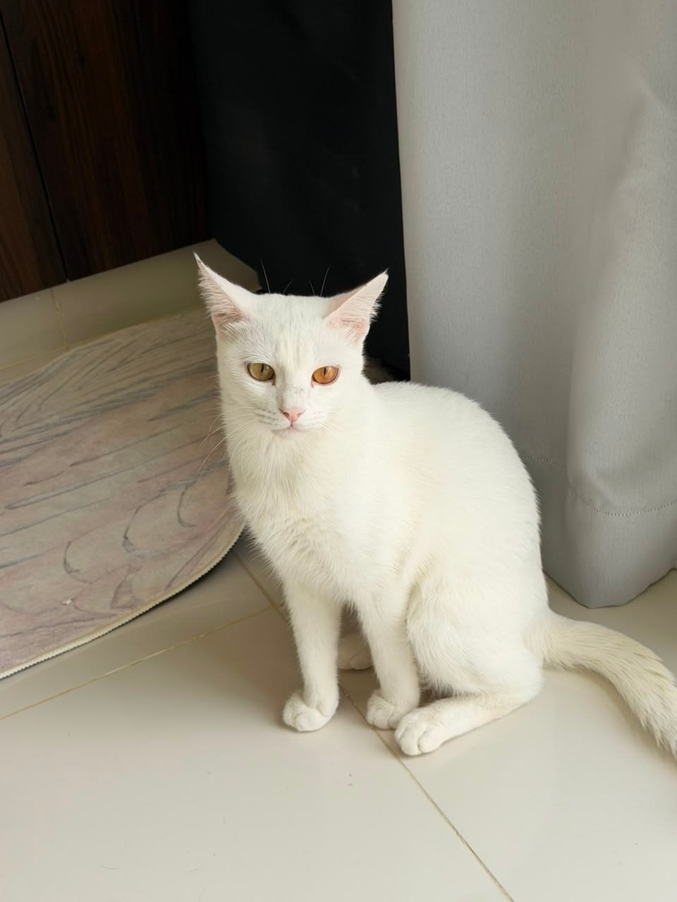 lief thuis gezocht voor Vicky 14 maanden kat, Poes, Kortharig, 0 tot 2 jaar