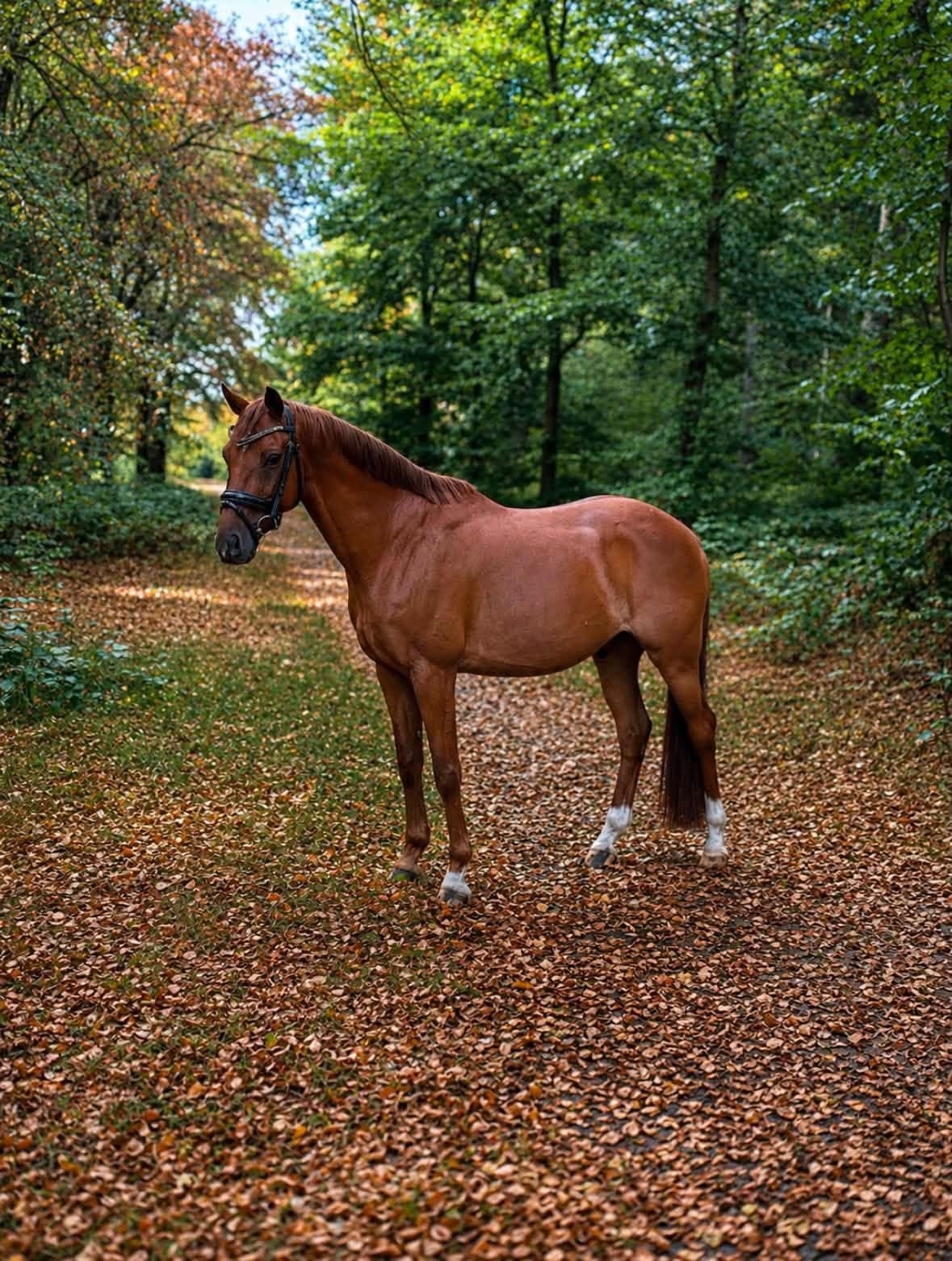 Leuke D pony te koop, Dieren en Toebehoren, Ruin, D pony (1.37m tot 1.48m)