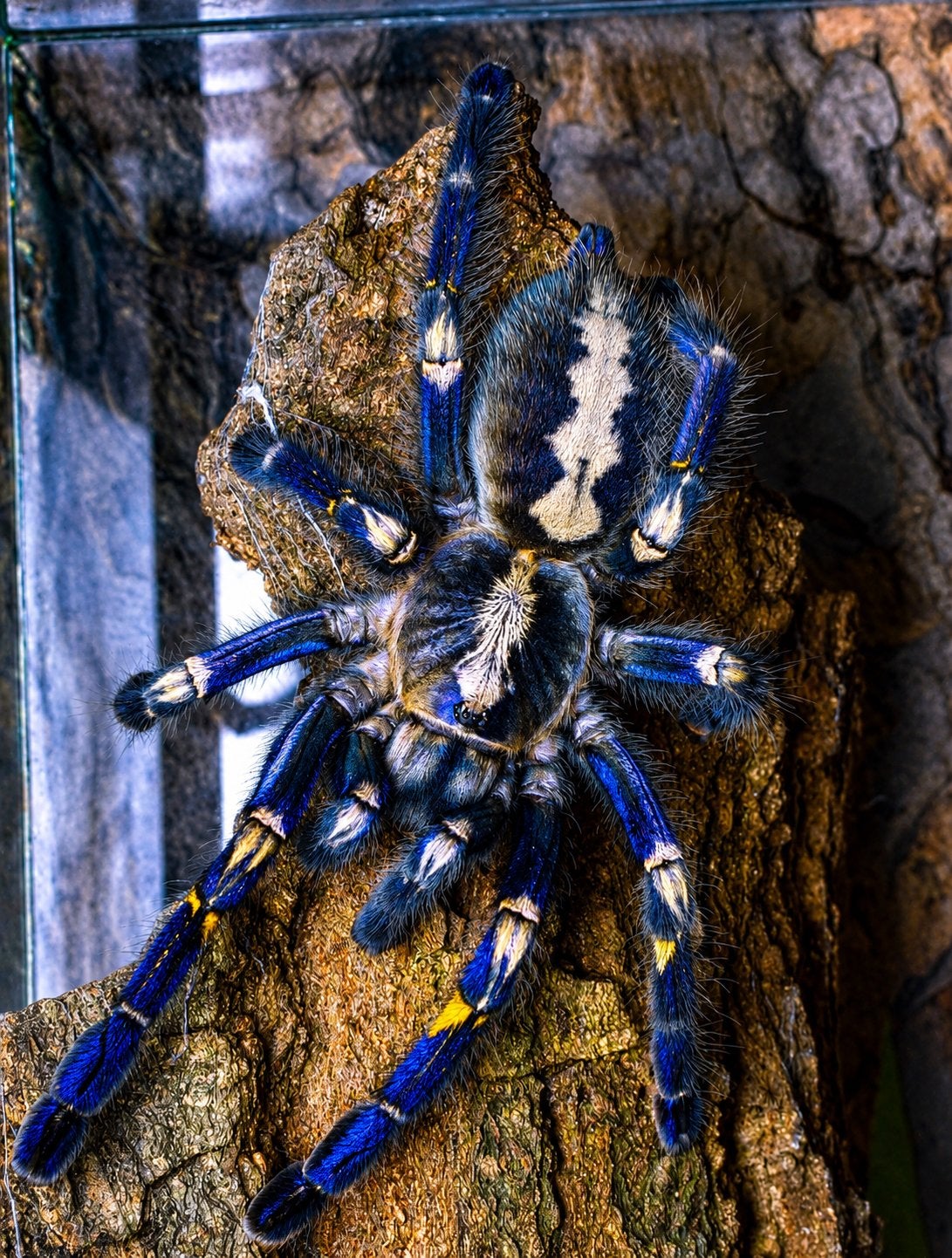 Poecilotheria metallica /Saphir Boomvogelspin - vogelspinnen, Spin of Schorpioen