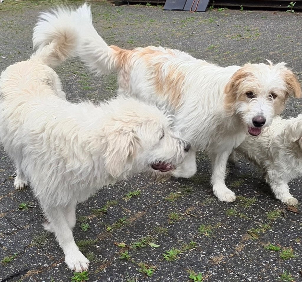 2 lieve honden zoeken een thuis, Particulier, 15 weken tot 1 jaar, Buitenland, Meerdere