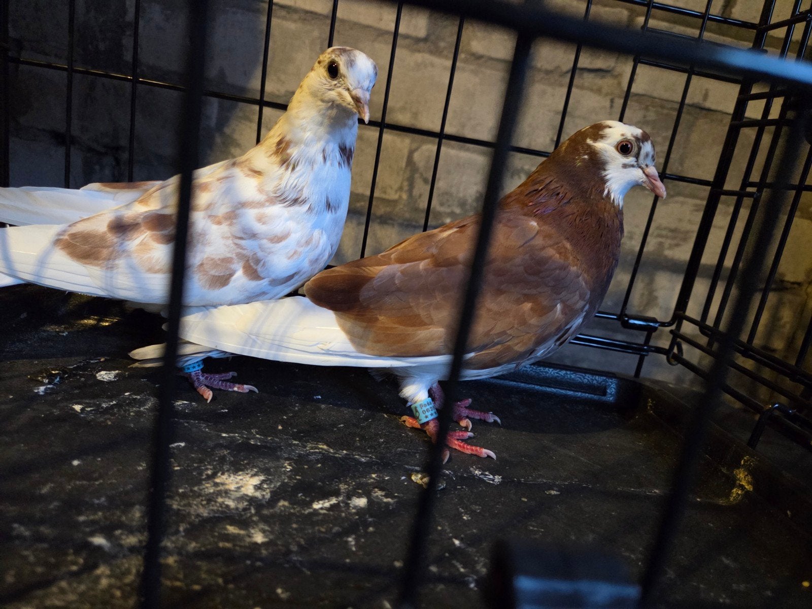 Mooie birmingham rollers. Roller duiven sierduiven, Dieren en Toebehoren, Meerdere dieren, Geringd