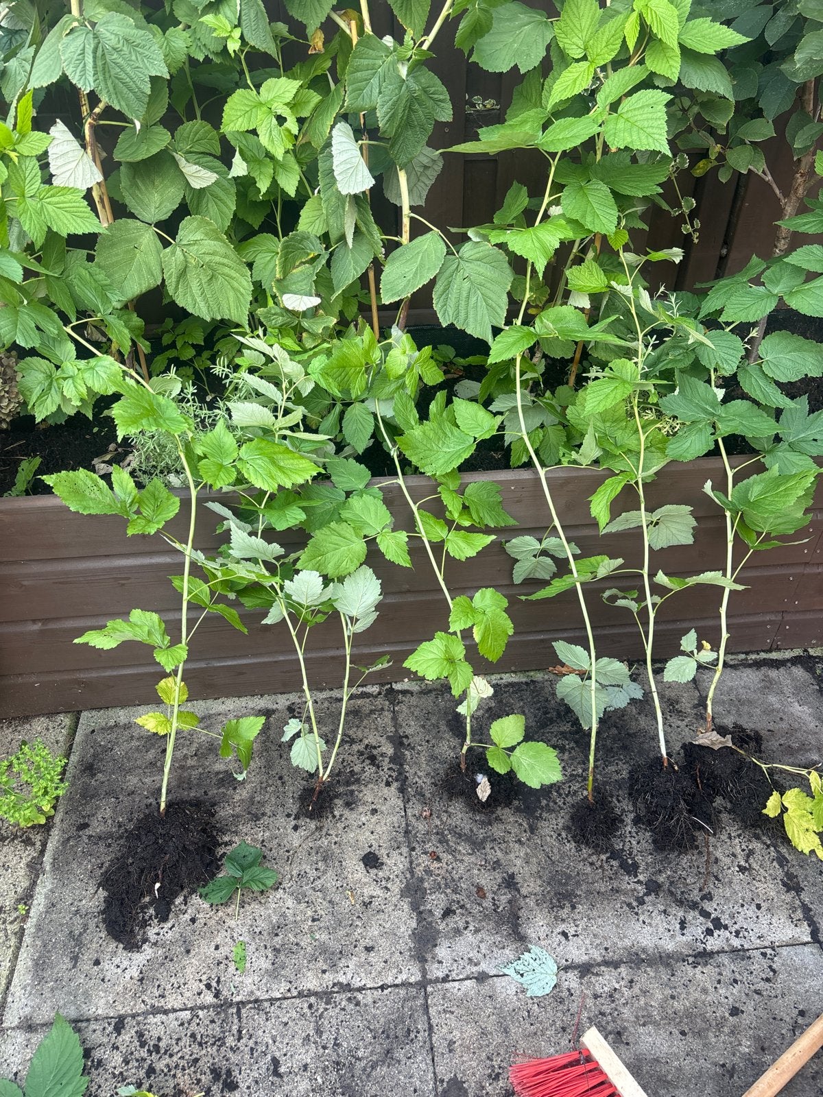 Grote doornloze frambozen stekken, Tuin en Terras, Ophalen, Minder dan 100 cm, Overige soorten, Volle zon