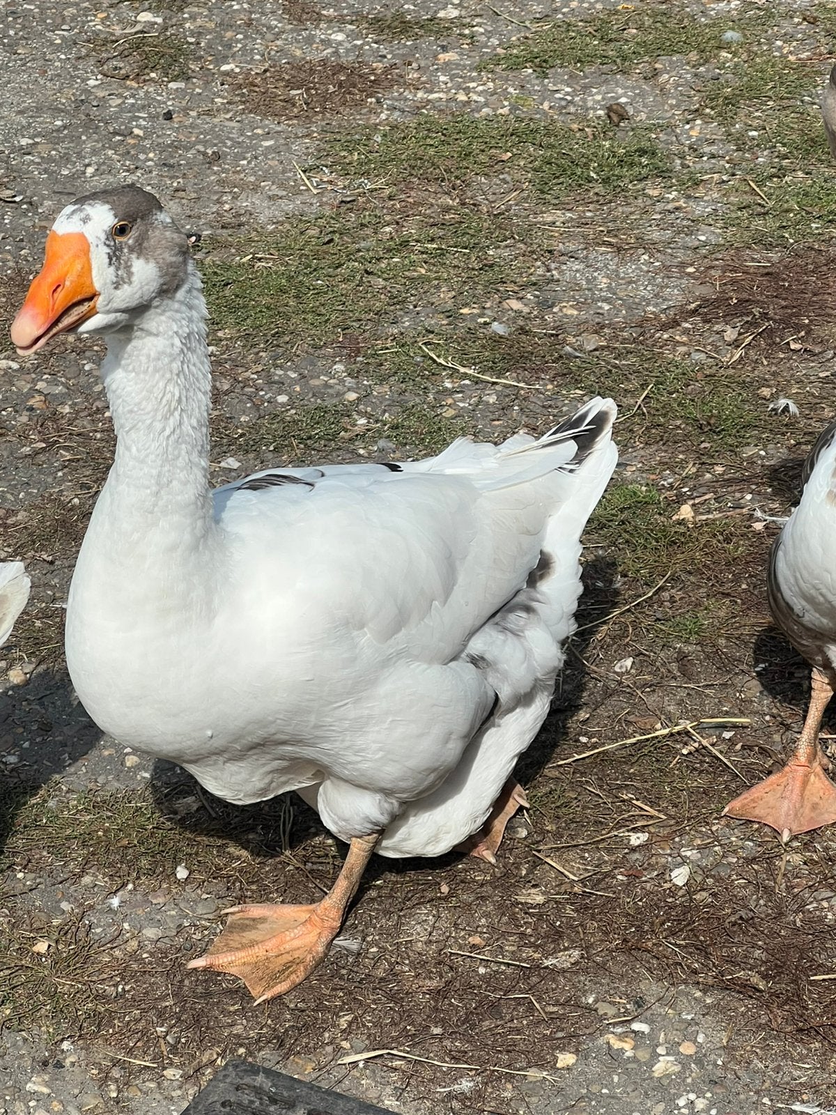 Gans, Dieren en Toebehoren, Pluimvee, Mannelijk, Gans of Zwaan