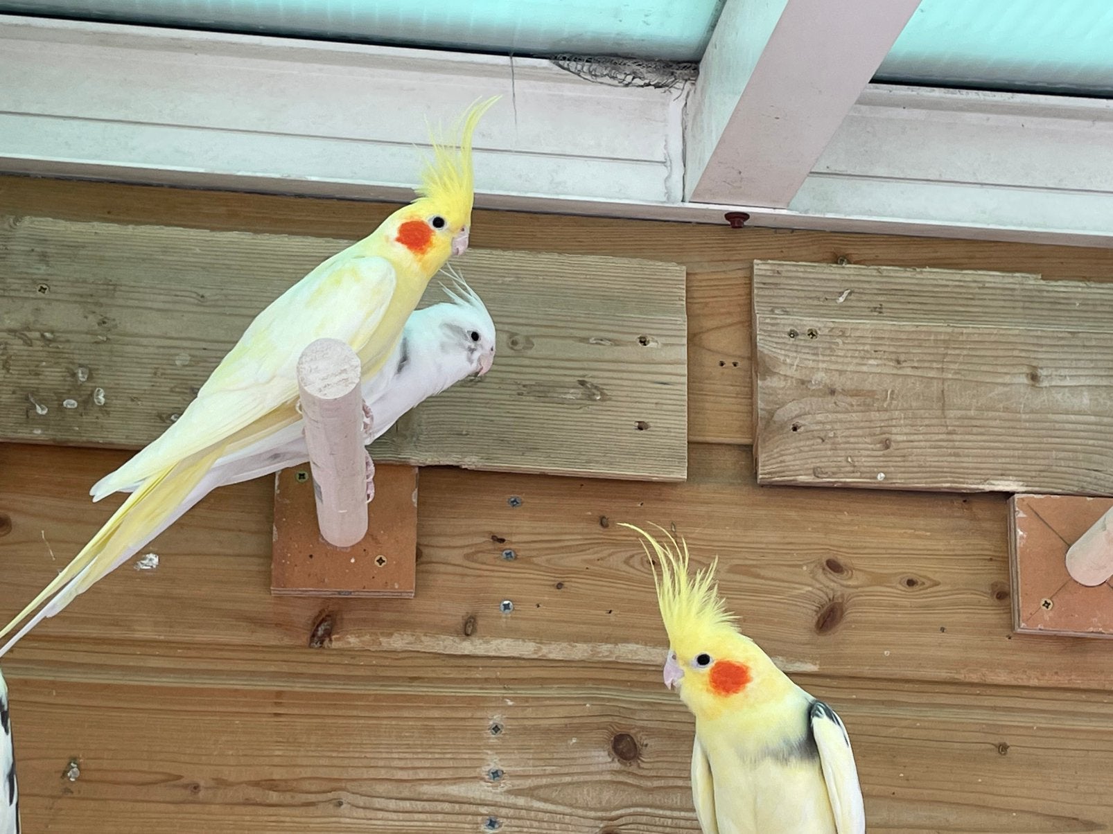 Jongen Valkparkieten Tt kwaliteit, Dieren en Toebehoren, Vogels | Parkieten en Papegaaien, Meerdere dieren, Parkiet, Geringd