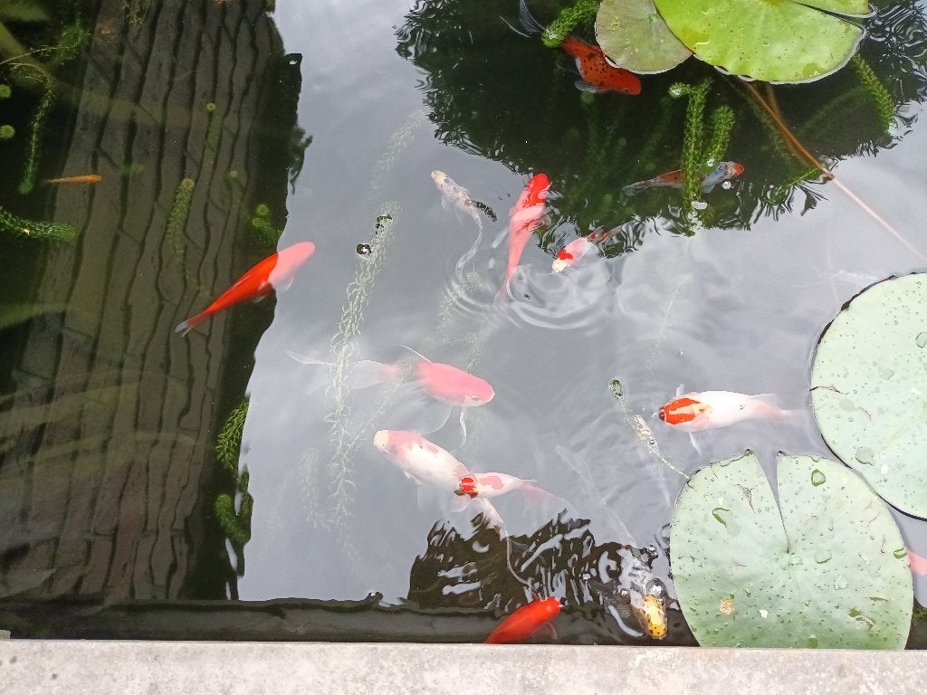 Vijvervissen shubunkin, goudvis, rainbow shiner, goudelrits, Dieren en Toebehoren, Vissen | Vijvervissen, Goudvis(sen)
