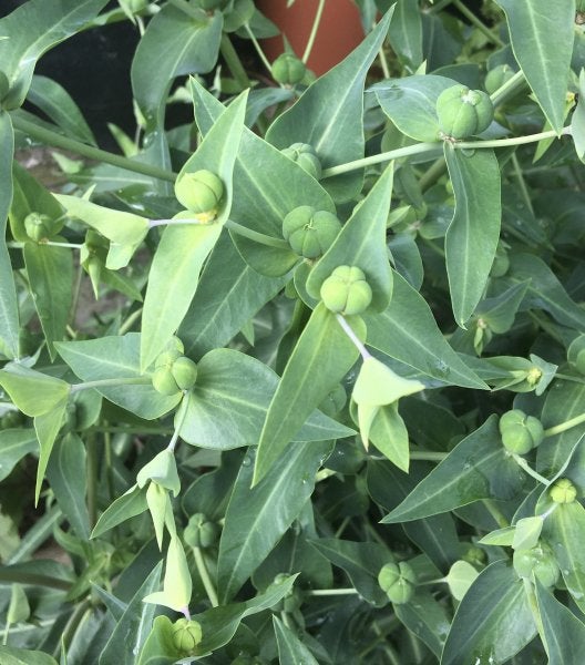 Mollenkruid, heksenmelk, rattenkruid, Euphorbia lathyris, Tuin en Terras, Ophalen of Verzenden, Eenjarig, Overige soorten, Volle zon