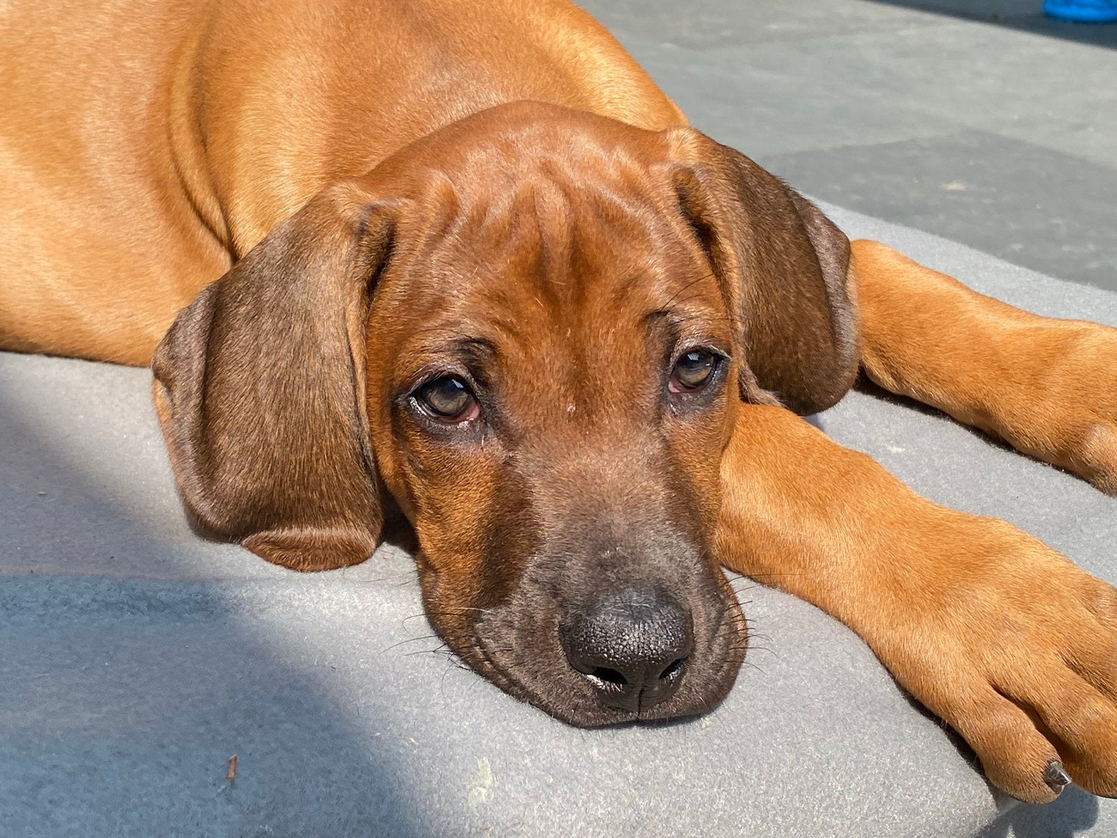 Pas op: Nestaankondiging pups Rhodesian Ridgeback te Wierden, Rabiës (hondsdolheid), 8 tot 15 weken, Meerdere, Nederland