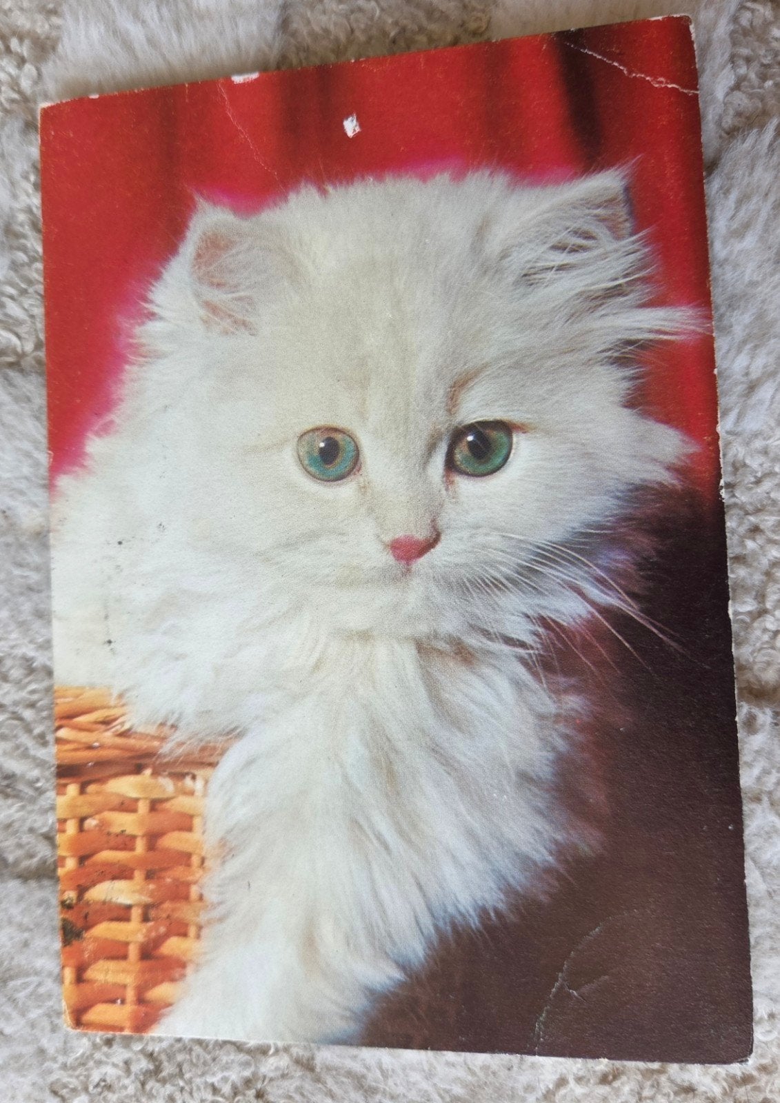 Oude ansichtkaart met schattige witte kat, Verzenden, 1980 tot heden, Gelopen, Hond of Kat