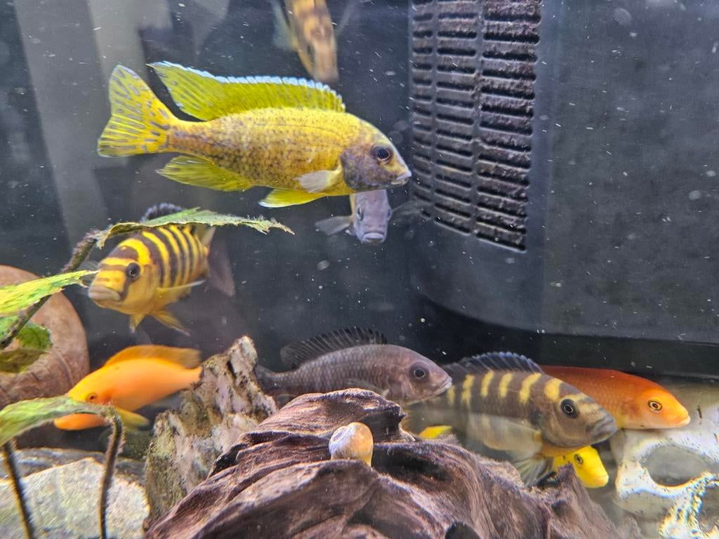 Vissen ter overname. Voornamelijk Malawi Mbuna cichliden, Dieren en Toebehoren, Vissen | Aquariumvissen, Vis, Zoetwatervis