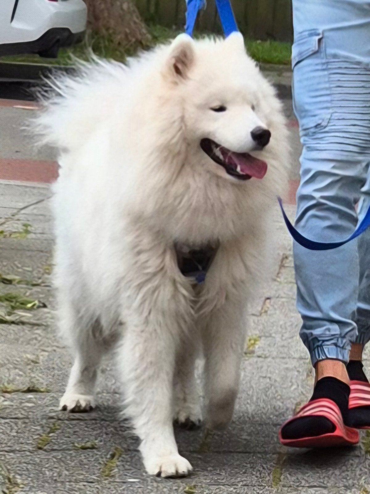 Teddy,raszuivere Samojeed, Particulier, 15 weken tot 1 jaar, Buitenland, Parvo