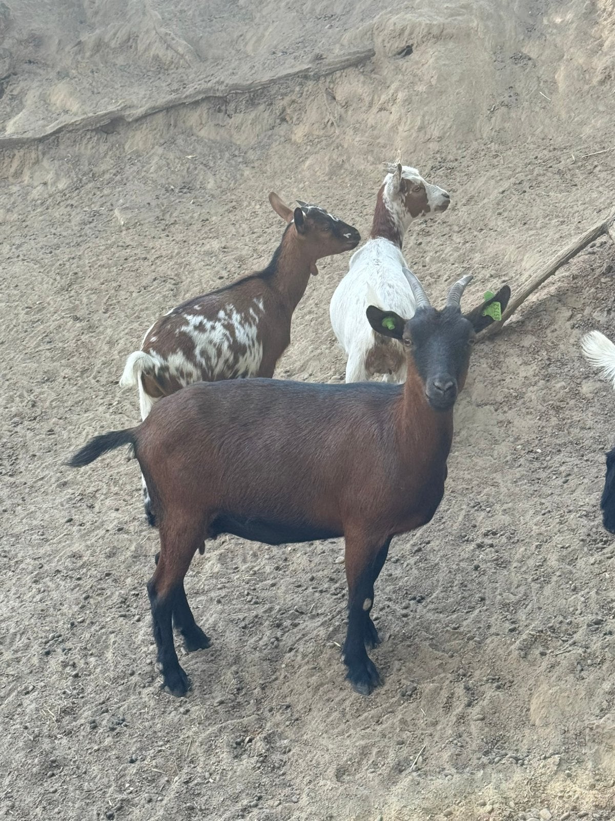 4 geiten te koop, Meerdere dieren, Geit