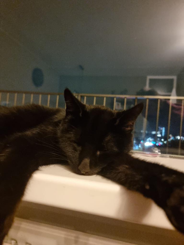 Honden- en kattenoppas in Den Haag (met knuffelgarantie!), Diensten en Vakmensen, Particuliere oppas